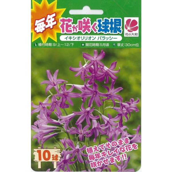 予約販売 花の大和 球根 きゅうこん 毎年花が咲く球根 イキシオリリオン パラッシー 10球 10月中旬以降発送 Z フラワーネット日本花キ流通 通販 Yahoo ショッピング