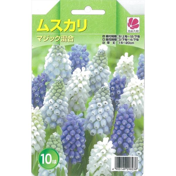 予約販売 花の大和 球根 ムスカリコレクション 混合 10球 hyk 10月中旬