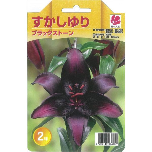 【球根】透かしゆり　ブラックシップ　2球　希少種　漆黒　 百合　ユリ　スカシユリ スカシユリ 黒赤色 2球｜Yahoo!フリマ（旧PayPayフリマ）