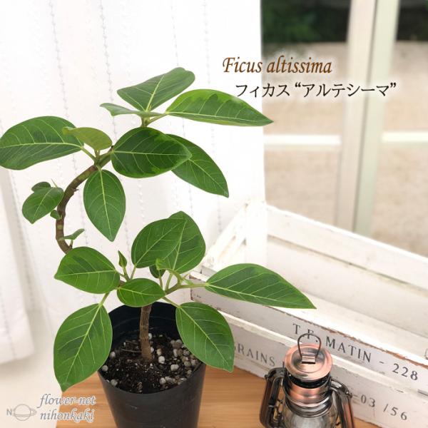 flower-net_z200710002