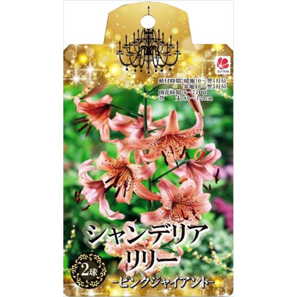 シャンデリアリリー球根 スー○ーさま確認用 kosa-zyu4-logo.jpg