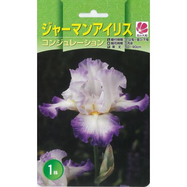 予約販売 花の大和 球根 大株ジャーマンアイリス コンジュレーション 1