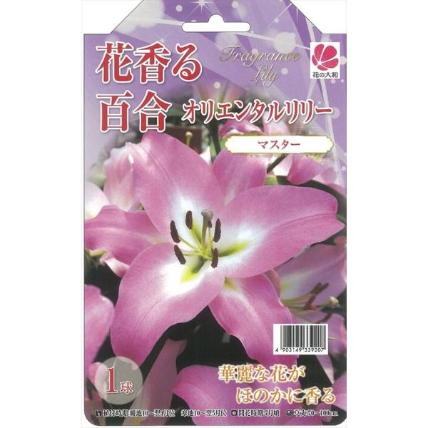 花の大和 球根 きゅうこん 花香る百合 オリエンタルリリー マスター 1球 百合 ゆり ユリ Z フラワーネット日本花キ流通 通販 Yahoo ショッピング