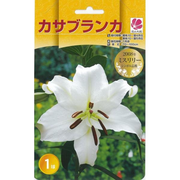 花の大和 球根 カサブランカファミリー カサブランカ 1球 百合 花の大和 球根 カサブランカファミリー カサブランカ 1球 百合