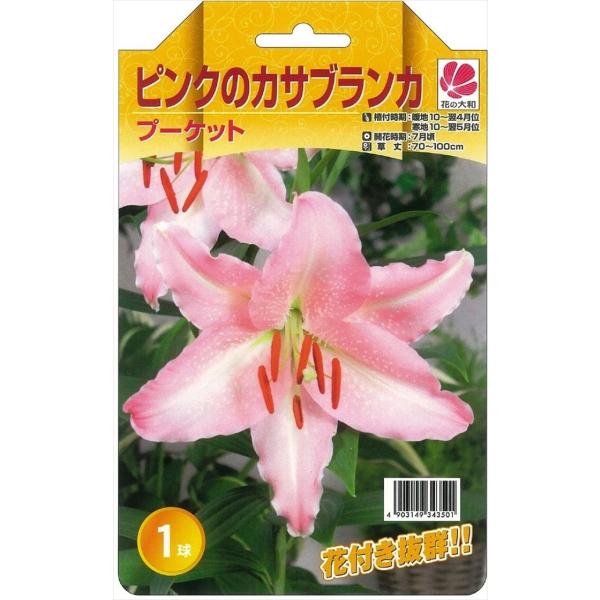 百合 球根 カサブランカ 球根白５　ピンク5 カラー球根９個 百合 球根 カサブランカ 球根白5 ピンク5 カラー球根9個 楽天
