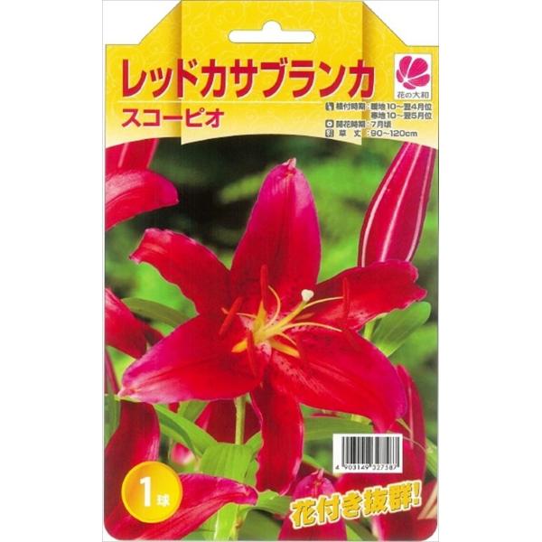 花の大和 球根 カサブランカファミリー スコーピオ（レッド