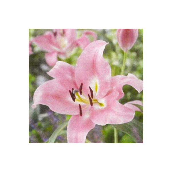 球根 百合球根の人気商品 通販 価格比較 価格 Com