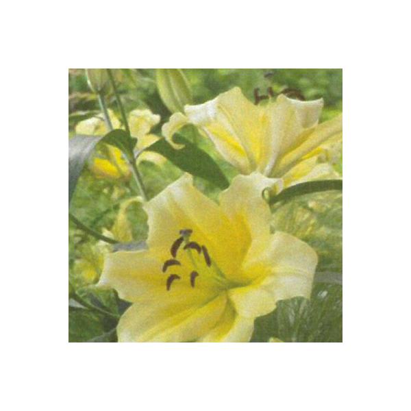 球根 百合球根の人気商品 通販 価格比較 価格 Com