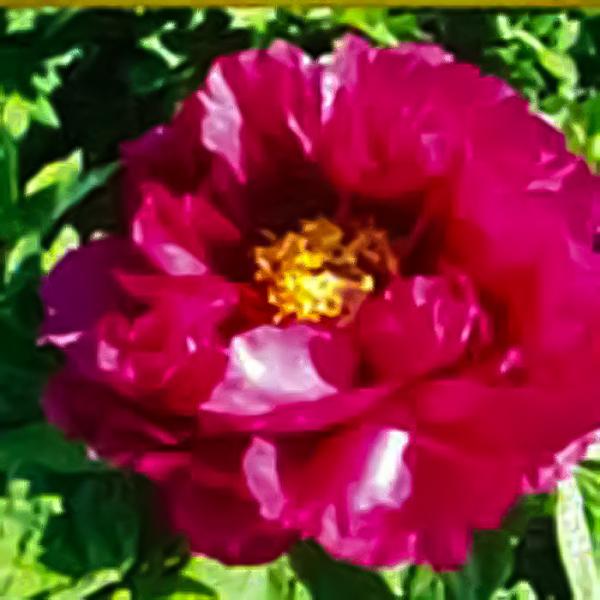 flower-net_z200729105