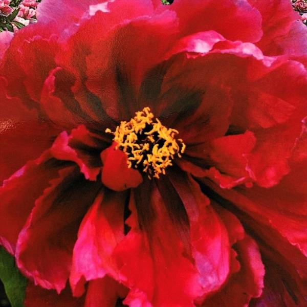 日本花キ流通 予約販売 牡丹 陽明門 6号鉢 開花予定株 3年生特上株