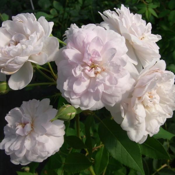 flower-net_z200804039