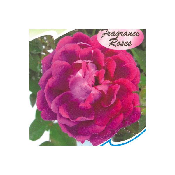 紫色椿花模様　⭕️小椋久太郎　名工　超希少　88歳 園芸ネット本店｜[26年3月中下旬予約]二度咲く小菊:3種植え（花火