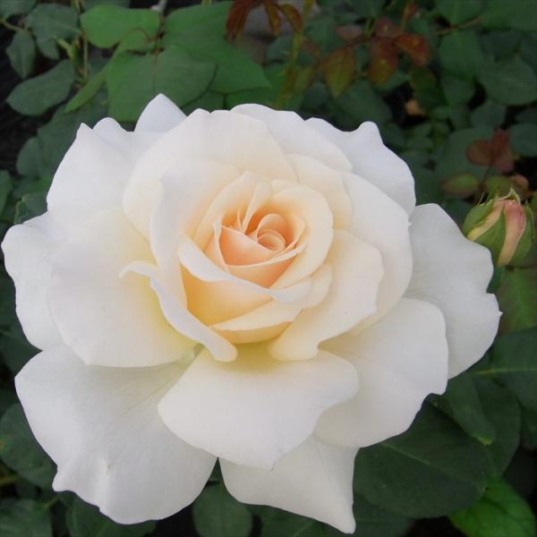 超特大苗　バラ苗　四季咲きバラ　フレンチレース　アイボリー色　中輪　強香 蕾あり flower-net_z200804055
