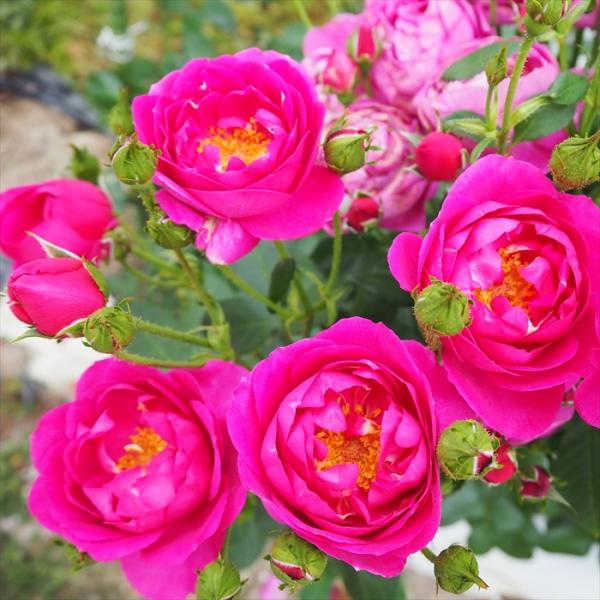 薔薇苗 強健 四季咲き ふんわり優しいバラ苗 予約販売 バラ苗 バラ大苗 河本バラ園 ルシファー 登録品種 四季咲き