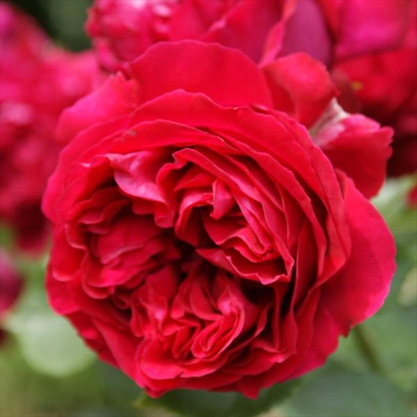 苗 ピエールドゥロンサールの人気商品 通販 価格比較 価格 Com