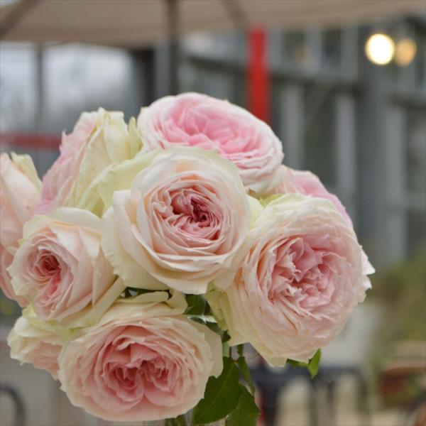予約販売 バラ苗 バラ大苗 コルデス プリンセス ヴェール 薔薇 バラ 京成バラ園 大苗 Kso 12月上旬以降発送 Z フラワーネット日本花キ流通 通販 Yahoo ショッピング