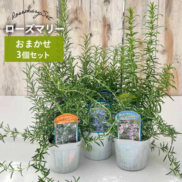 日本花キ流通 ローズマリー 苗 品種おまかせ 3個セット 9cm