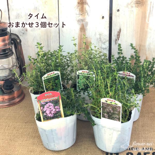 ■特徴品種によって異なりますが、春から初夏に小さな花を咲かせます。料理にも使われますが、サシェに使うこともできます。ガーデニング用としても人気があります。■置き場所日当たりと風通しの良い場所で育てて下さい。■水やり土が乾いたらたっぷりと与え...