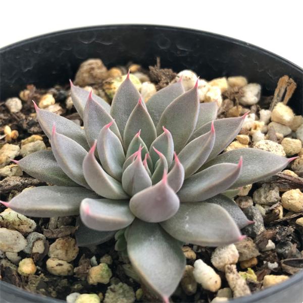 多肉植物　銀天女×クリスペードビューティ　4cmポット苗 多肉植物 銀天女×クリスペードビューティ 4cmポット苗 多肉植物 銀天女