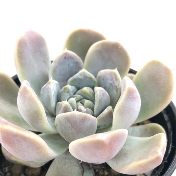 日本花キ流通 多肉植物 hmエケベリア タイニーバーガー 多肉植物