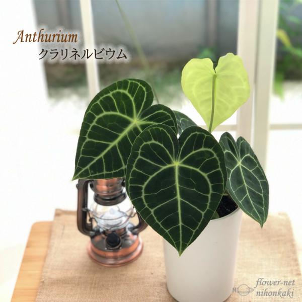 日本花キ流通 観葉植物 アンスリウム クラリネルビウム clarinervium 5