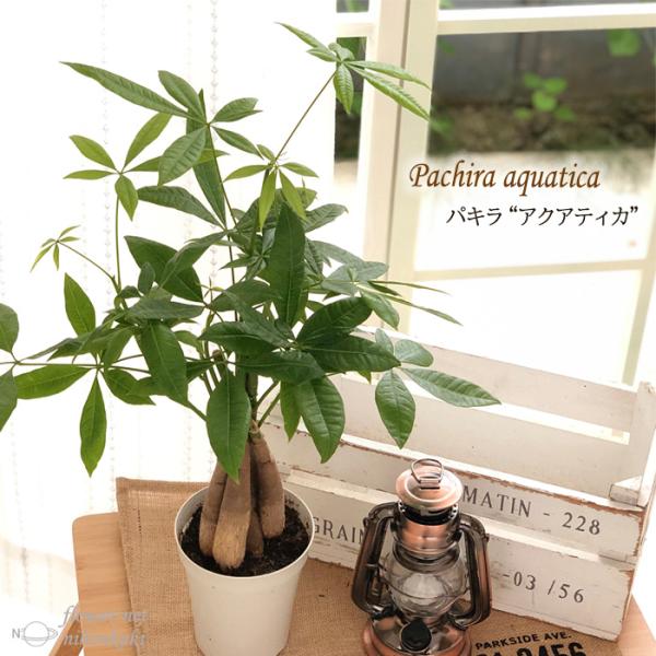 パキラ アクアティカ 編み込み 4号鉢 苗 観葉植物 インテリア おしゃれ Z フラワーネット日本花キ流通 通販 Yahoo ショッピング