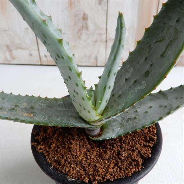 flower-net_z200905001