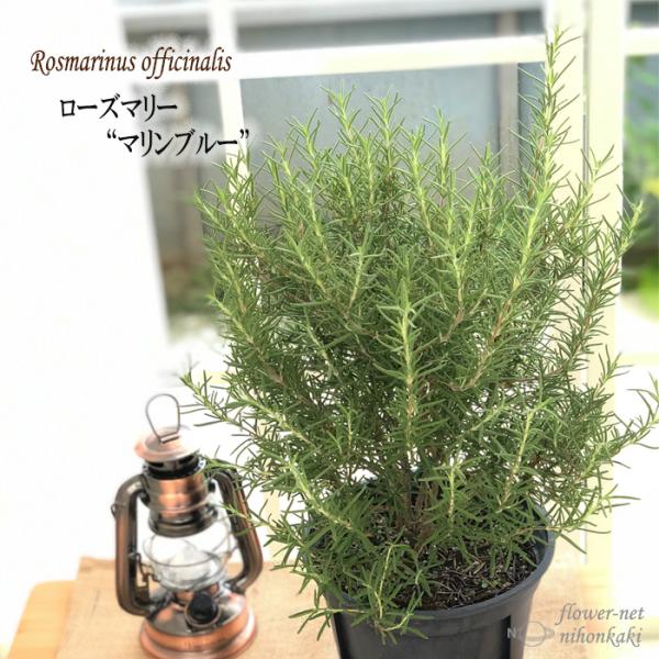 ローズマリー マリンブルー 6号鉢 送料無料 ハーブ 庭木 Herb Z フラワーネット日本花キ流通 通販 Yahoo ショッピング