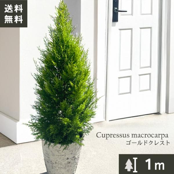 ゴールドクレスト 苗の人気商品 通販 価格比較 価格 Com