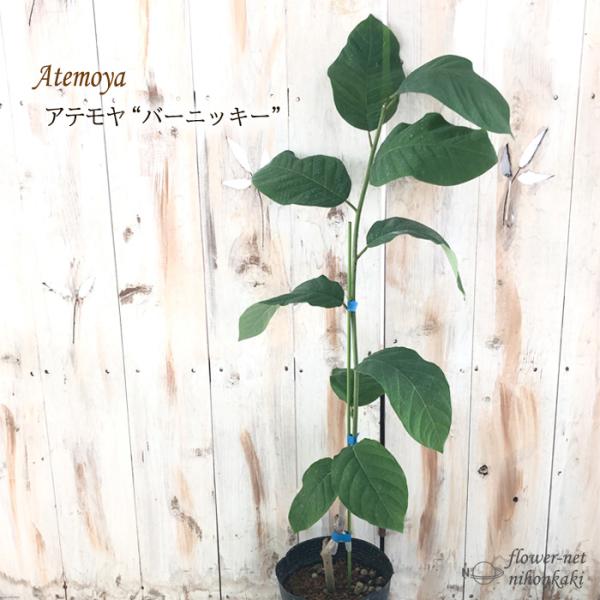 アテモヤ バーニッキー 接木苗 花芽付き 【公式通販】