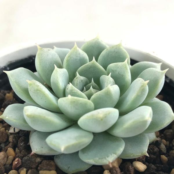 多肉植物　エケベリア　ザラゴーサspノバ　優木園さん苗　カット苗　微根あり 多肉植物 yukエケベリア アルビカンス×ザラゴーサspノバ 優木園