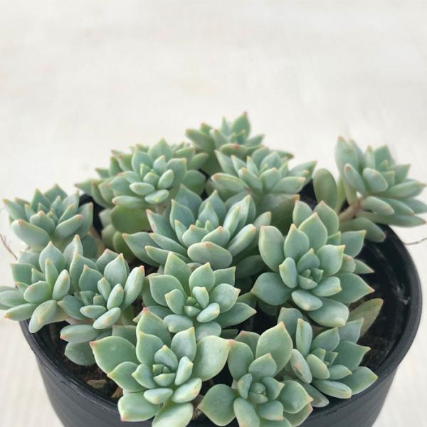 ■日当たり春秋型種10℃〜25℃の過ごしやすい季節によく生長し、暑すぎたり、寒すぎる時期は休眠してしまいます。生長期：2月〜6月・9月〜11月休眠期：7月〜8月・11月〜1月■置き場所・水やり1春・秋は日当たりがよく、雨が当たらない風通しの...