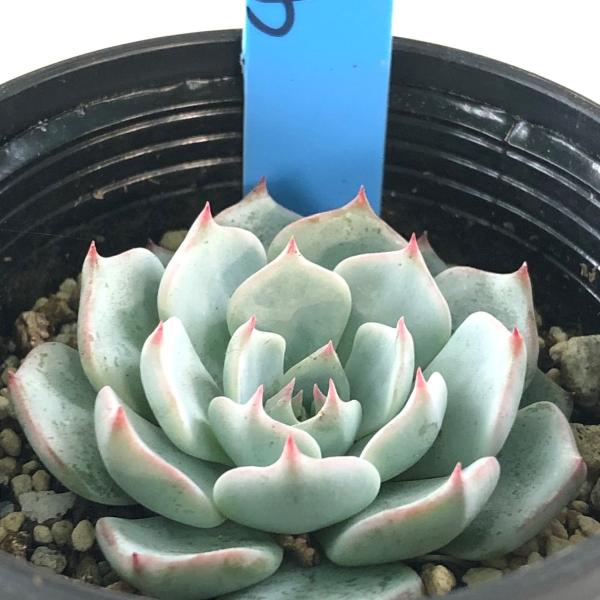 flower-net_z200925001