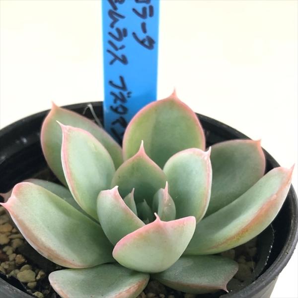 多肉植物…エケベリア♬*°札付き錦玉園コロラータ大株大苗子株付き 多肉植物 oriエケベリア コロラータ×シムランスブスタマンテ お