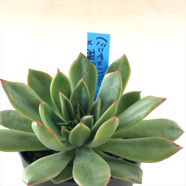 flower-net_z200925016