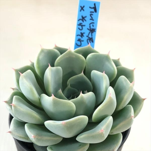 多肉植物 oriエケベリア アルバ美尼×そわそわ おらいさん苗エケベリア