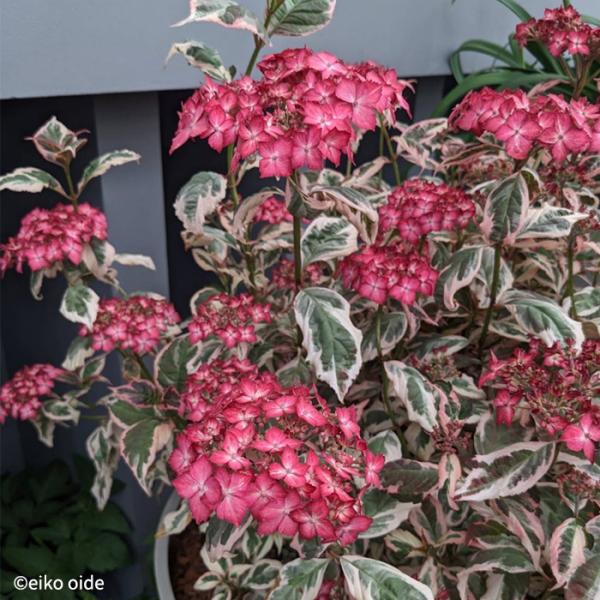 苗 ヤマアジサイの人気商品 通販 価格比較 価格 Com