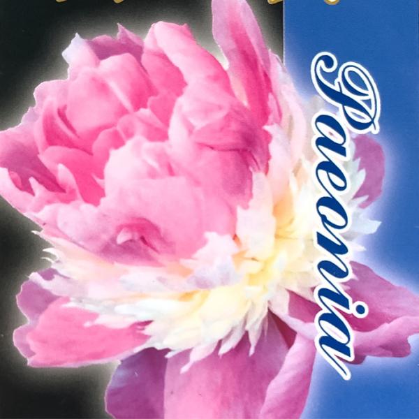 予約販売 芍薬 ソルベット 12cmポット 変わり咲き シャクヤク 苗木 Z フラワーネット日本花キ流通 通販 Yahoo ショッピング