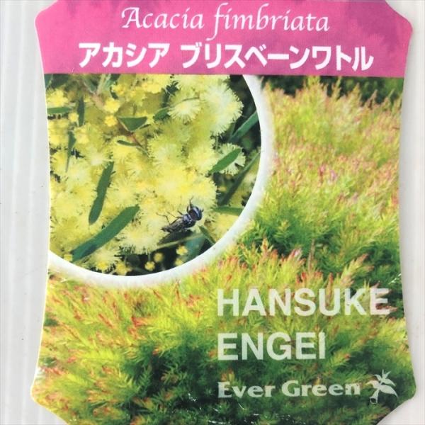 アカシア ブリスベーンワトル 観葉植物 10 5cmポット 苗木 花苗 Z フラワーネット日本花キ流通 通販 Yahoo ショッピング