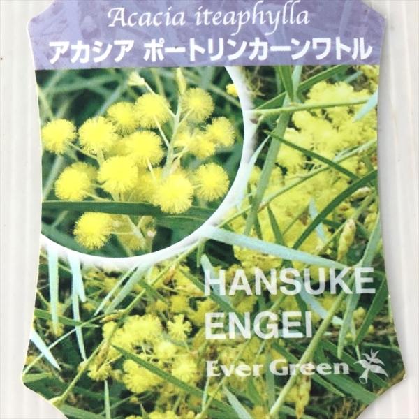 アカシア ポートリンカーンワトル 観葉植物 10 5cmポット 苗木 花苗 Z フラワーネット日本花キ流通 通販 Yahoo ショッピング