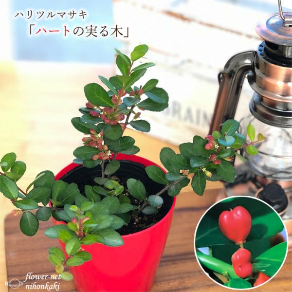 flower-net_z201016001