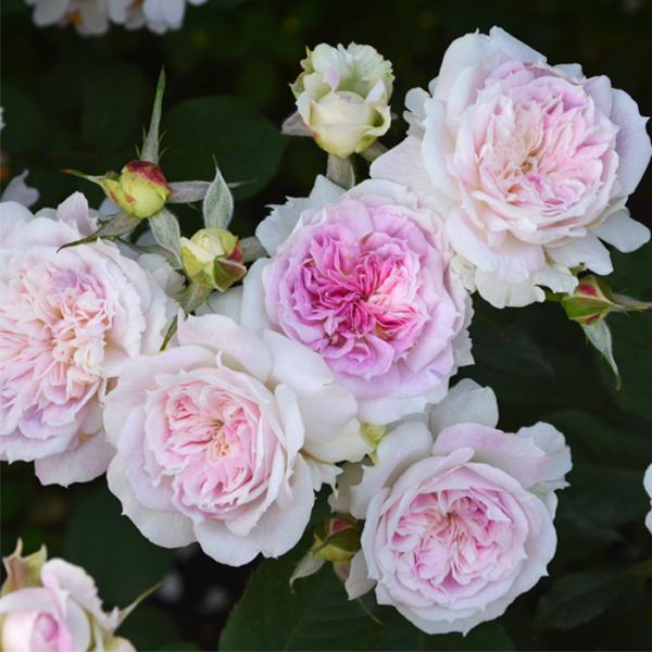 白 薔薇 苗の人気商品 通販 価格比較 価格 Com