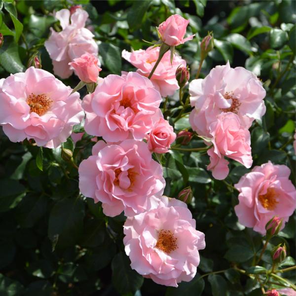 予約販売 バラ苗 バラ大苗 ロサ オリエンティス リサリサ 品種登録出願