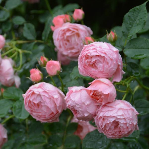 予約販売 バラ苗 バラ大苗 ロサ オリエンティス ロマンティック