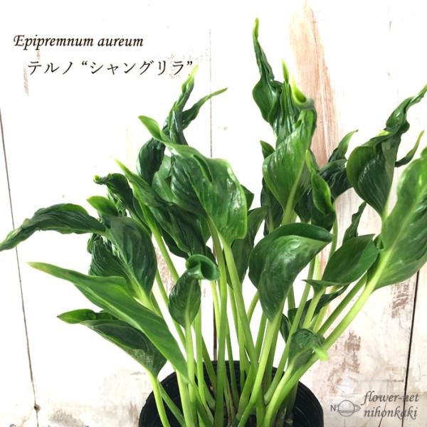 ポトス インテリア 農業資材 ガーデニング用品の人気商品 通販 価格比較 価格 Com