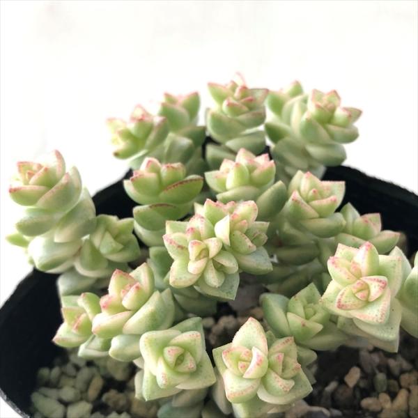 希少　レア品種　多肉植物　クラッスラ　『ネモロサ』　1カット(根っこ有りません) 希少 レア品種 多肉植物 クラッスラ 『ネモロサ』 1カット