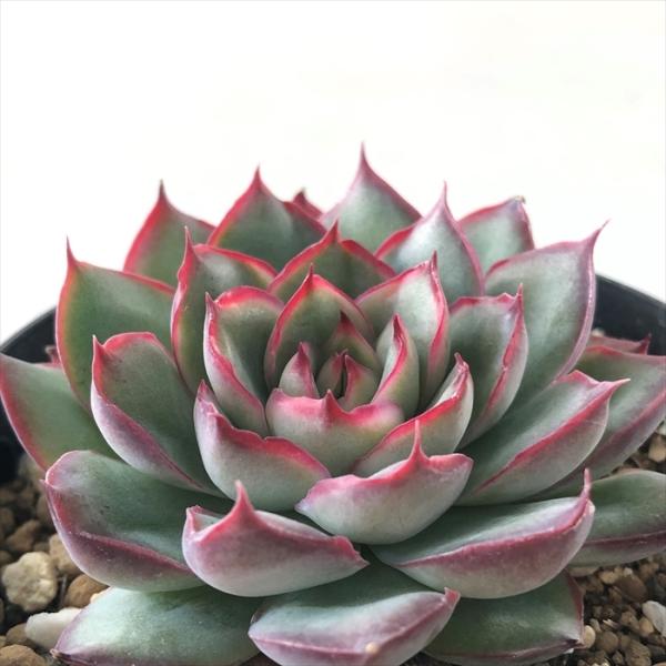 多肉植物 Swkエケベリア モスポール 多肉植物 エケベリア 7 5cmポット Z フラワーネット日本花キ流通 通販 Yahoo ショッピング