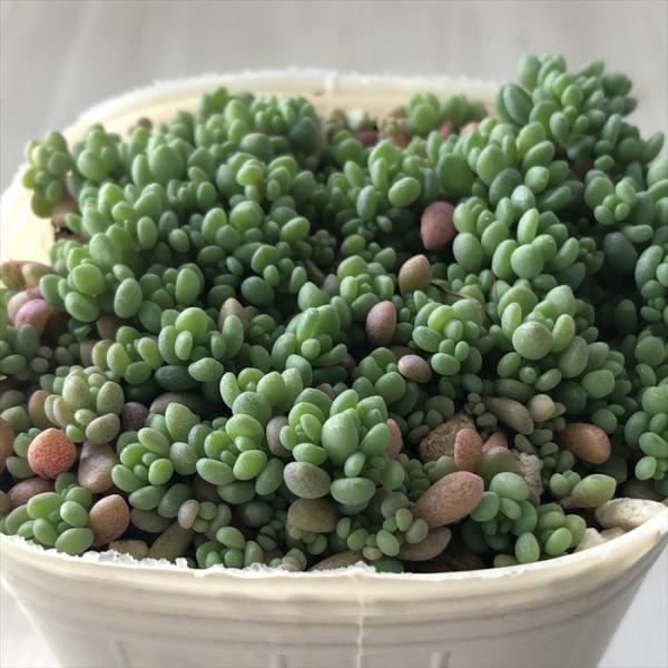 多肉植物　セダム　ダシフィルム50カット&プロリフィカ×姫秀麗8カット 多肉植物 セダム ダシフィルム50カット&プロリフィカ×姫秀麗8カット