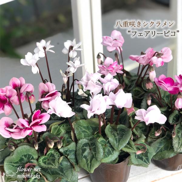 flower-net_z201112001