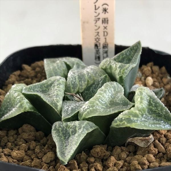 ピクタ銀河実生 黄金ノリ斑 多肉植物 ハオルチア アロエ ピクタ銀河実生 黄金ノリ斑 多肉植物 ハオルチア アロエ ピクタ